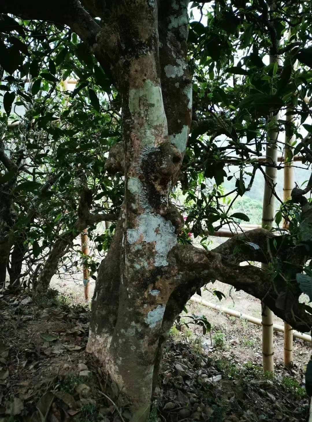 臨滄會(huì)議旅游策劃