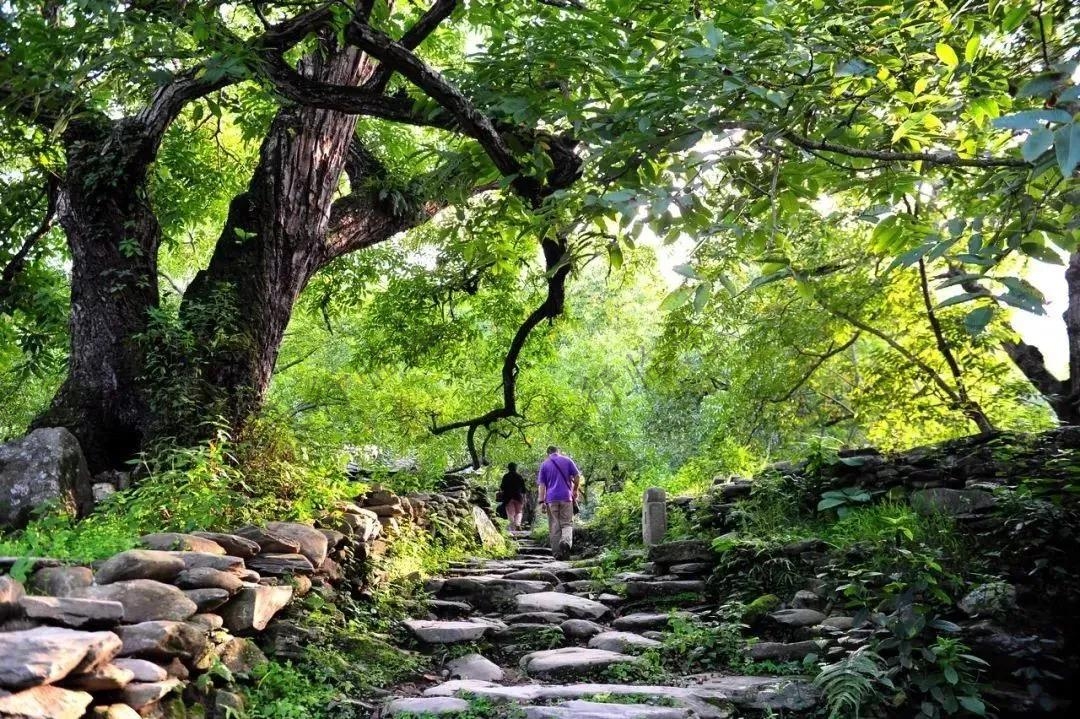 臨滄旅游去哪里？五老山國家森林公園歡迎您！