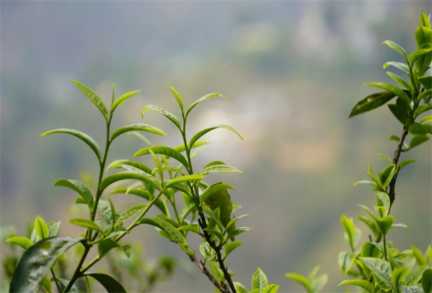 臨滄茶旅：辨四族，識(shí)勐庫(kù)（三）