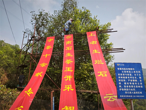 云南旅游,云南旅行社,云南團建公司,云南會議公司,云南策劃公司,云南會展公司,臨滄旅游,臨滄旅行社,臨滄團建公司,臨滄會議公司：千年茶韻，今朝開啟——大朝山西鎮(zhèn)千年古樹茶王開采            臨滄文旅     2025年04月09日 18:22 云南